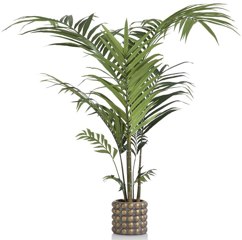 Kentia palm plant - h210cm