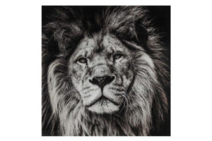 Pronto Wonen Schilderij Selvaggio leeuw zwart/wit Wit Woonaccessoire